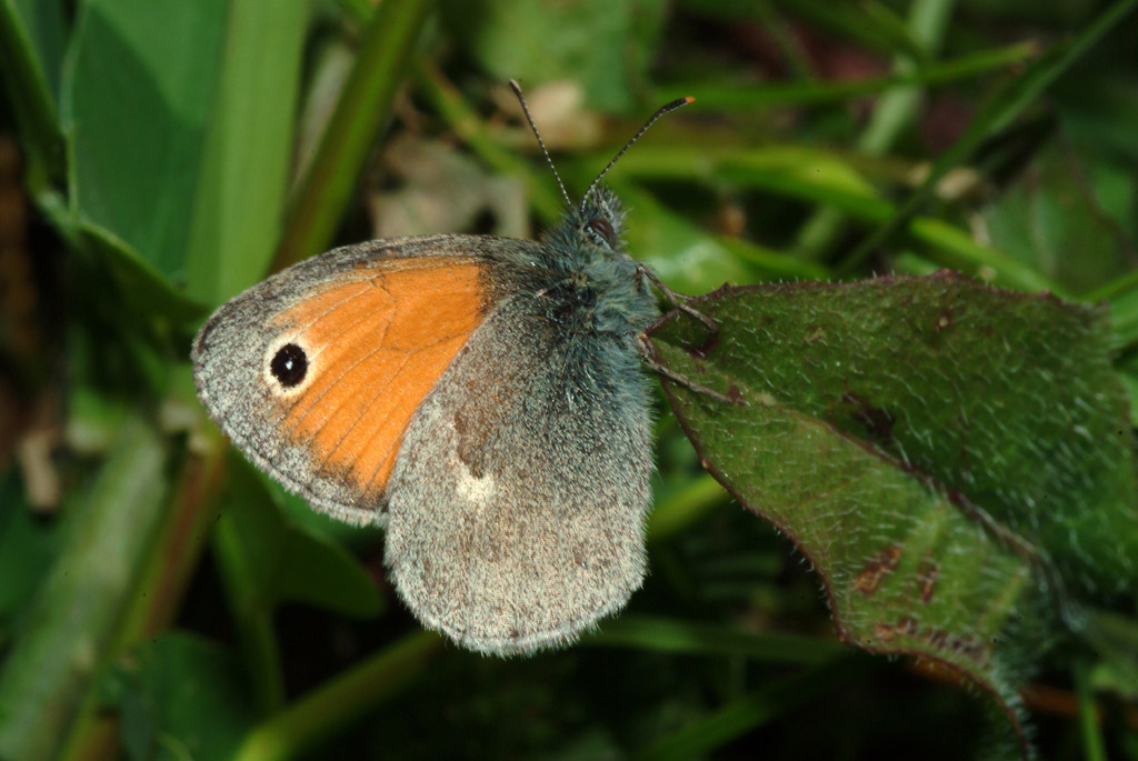 Farfalla da determinare 4 - Coenonympha pamphilus